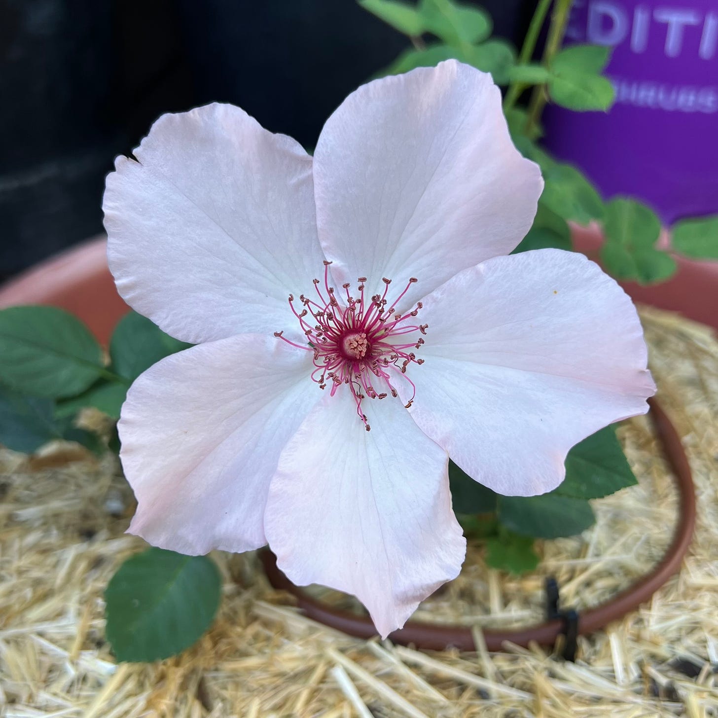 a pink five-petaled rose with burgundy stamens