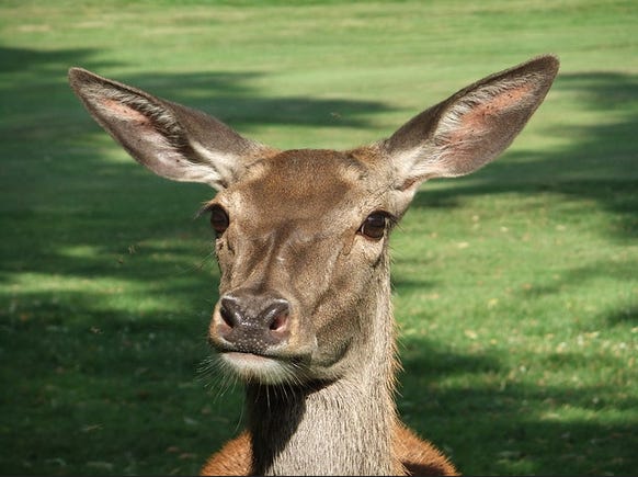 Close-up of a doe's face with angry eyes, against a backdrop of green grass