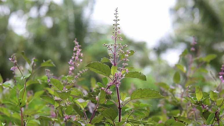 tulsi health benefits ayurvedic herb