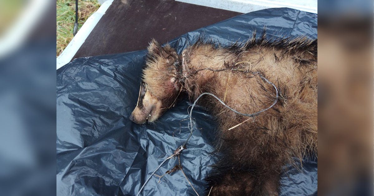 Dead badger with snare wrapped around his neck