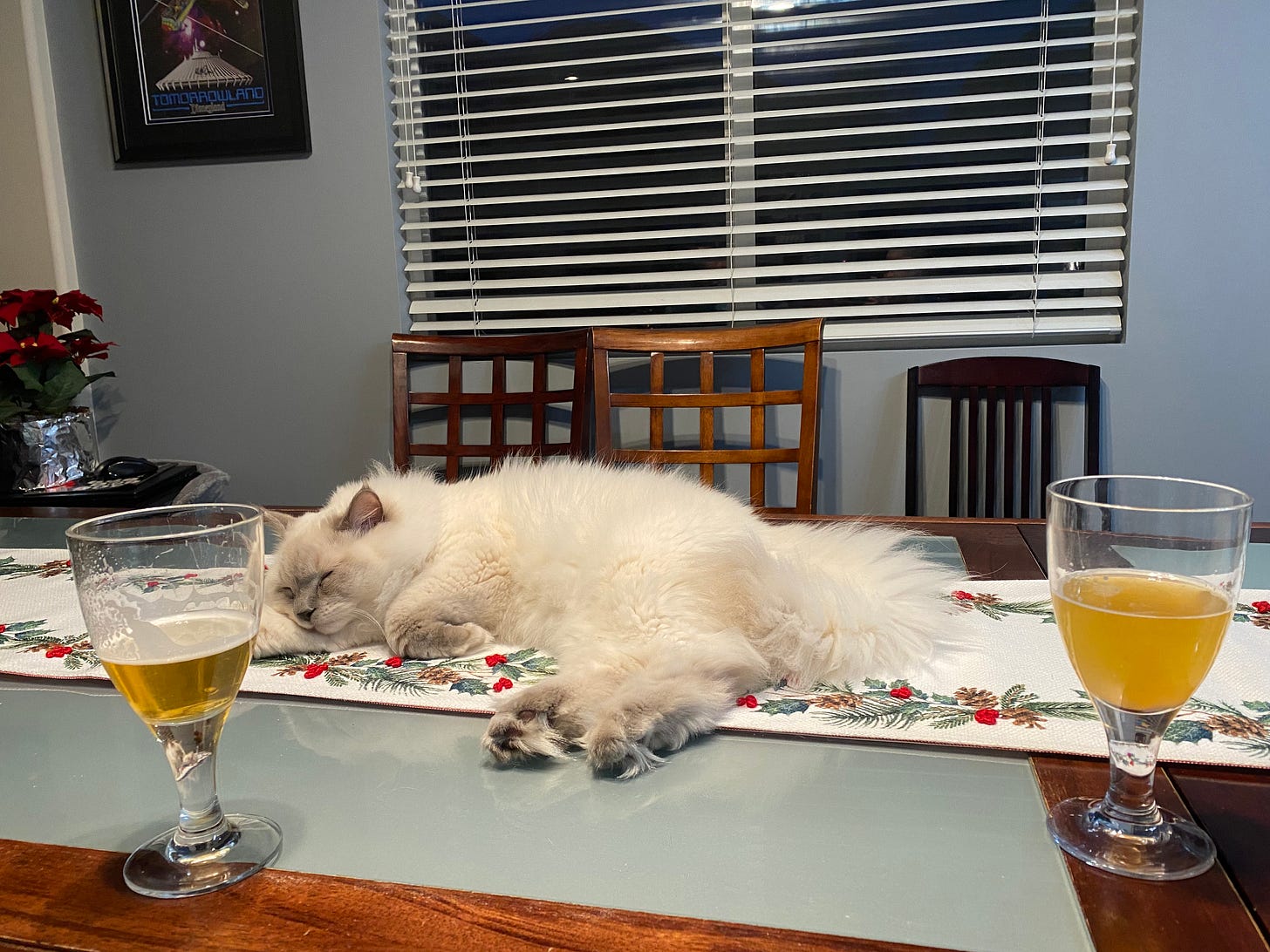 Two glasses of beer on a table laid with a holiday runner, pinecones and holly and evergreen branches on a white background. A large ragdoll cat with a huge fluffy tail is sleeping in the middle of it, his head on one of his front legs and his back feet stretched out toward the camera.