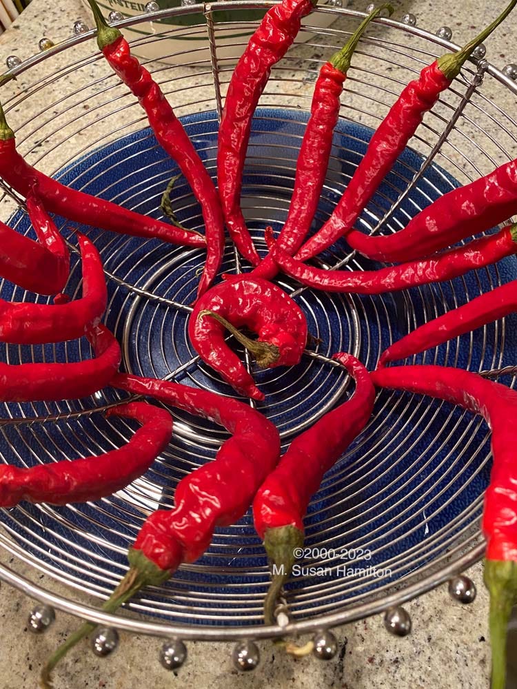Drying cayenne peppers