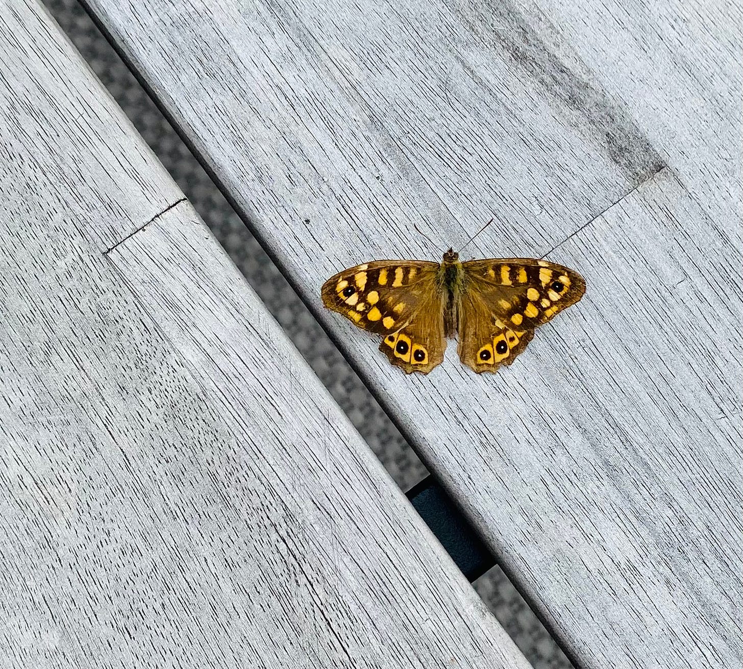 Yellow and brown butterfly, resting on a wooden grey garden table.