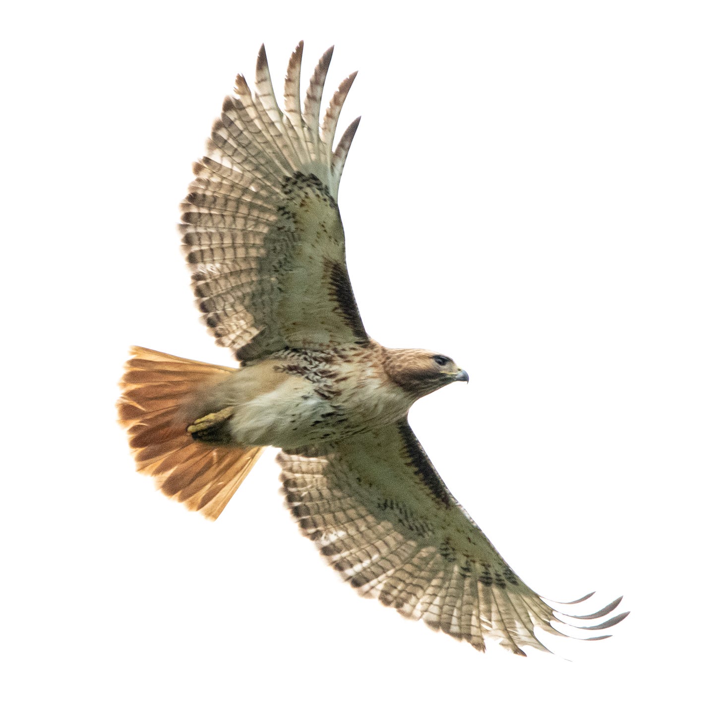 A red-tailed hawk in flight, its wings spread, and the feathers at the tips of its wings curling upward