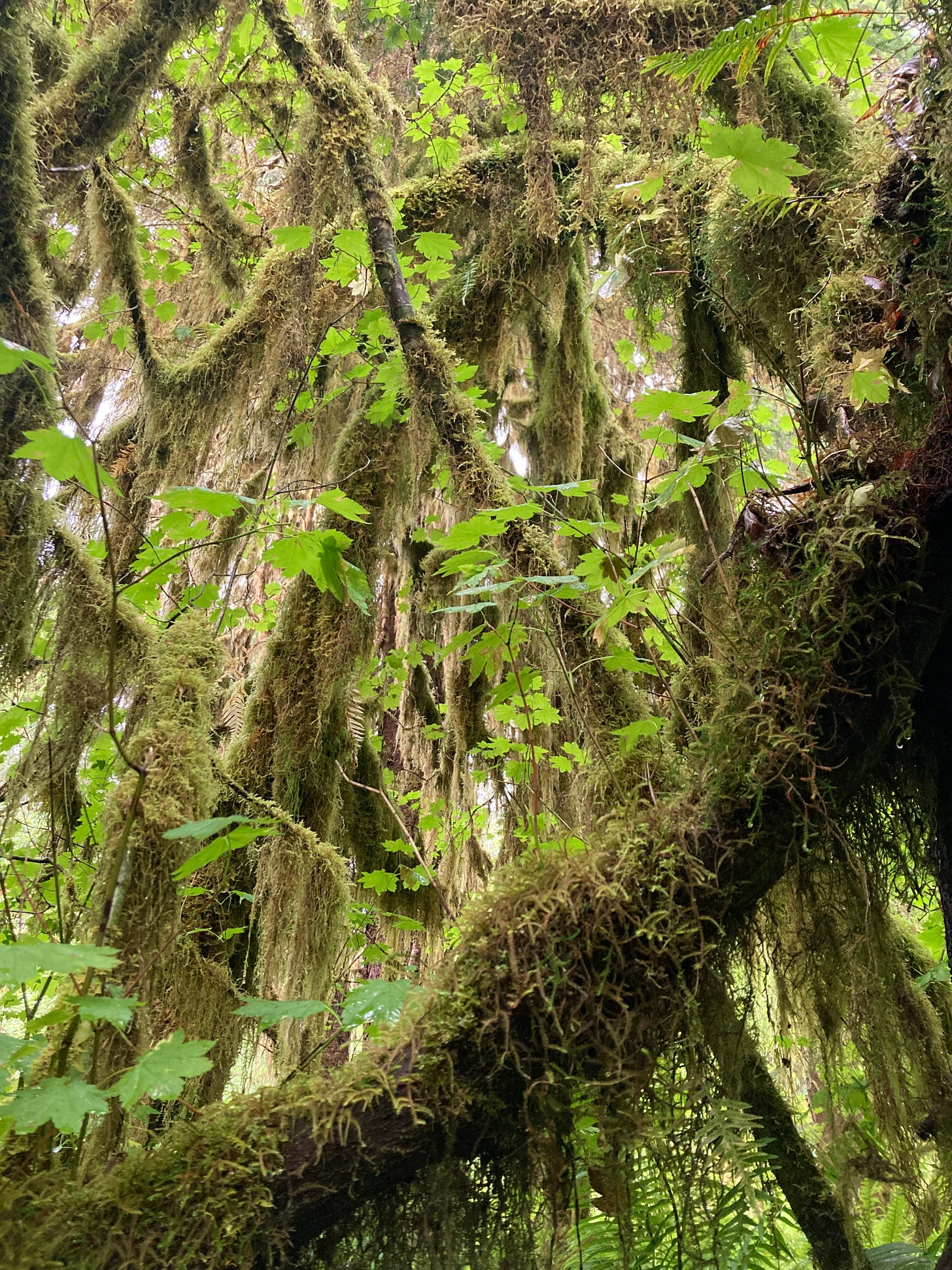 A journey through trees Lily’s Substack