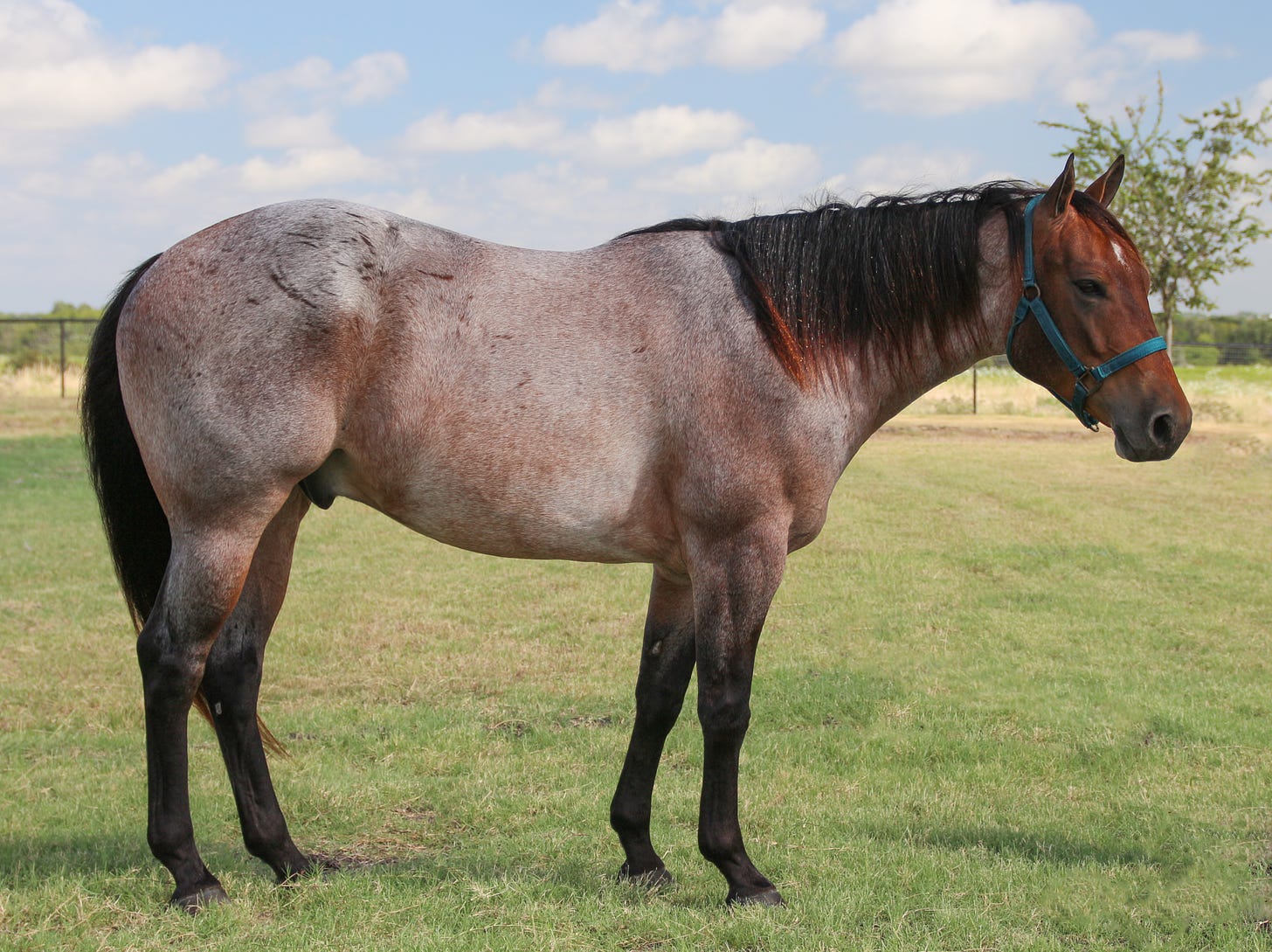 Roan (horse) | Wiki | Everipedia