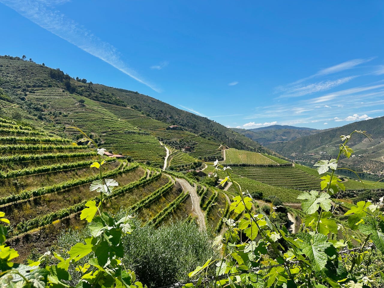 Vineyards of the Douro Valley in Portugal. Photo by Noah Meanix