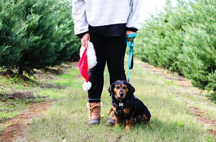 Christmas tree farms London: A woman and a dachshund posing for a photo among rows of Christmas trees