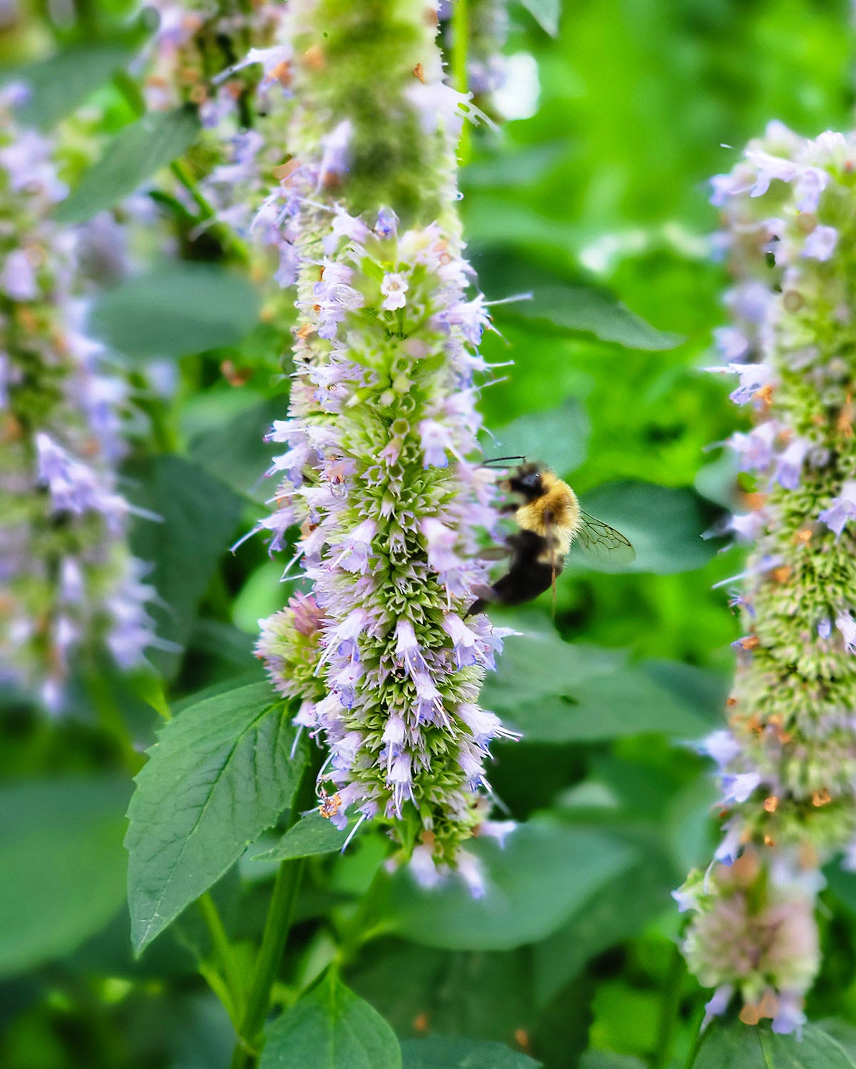 A bumblebee gathers pollen on an anise hyssop plant. 