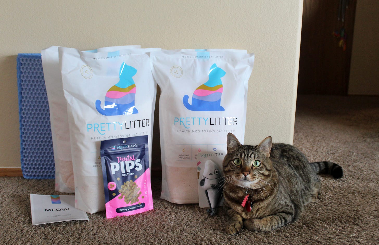 cat with pretty litter bags