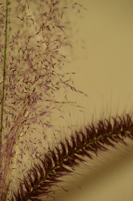 Muhlenbergia Regal Mist and Pennisetum rubrum