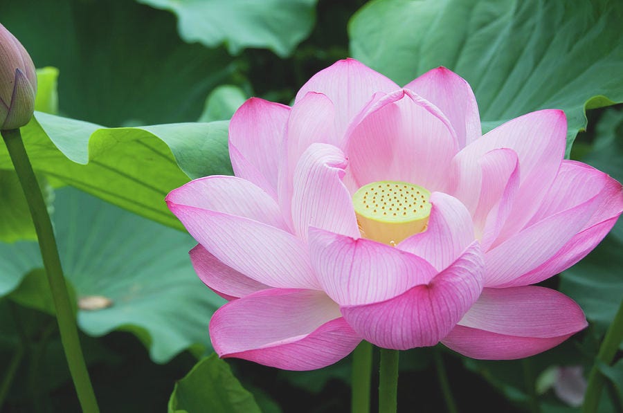 enormous-lotus-blossom-in-shinobazu-rachel-lewis.jpg