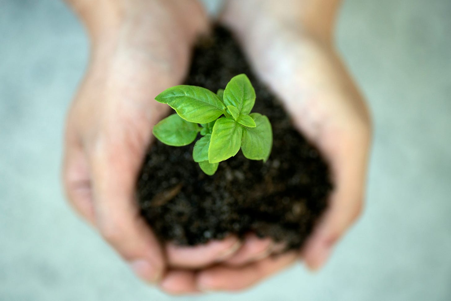 An image of hands holding a sapling, still in the dirt in which it was planted