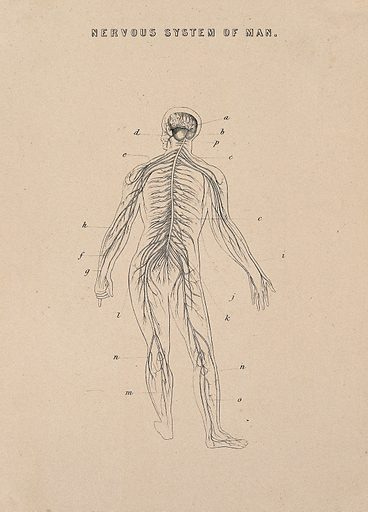A drawing of a human body

AI-generated content may be incorrect.