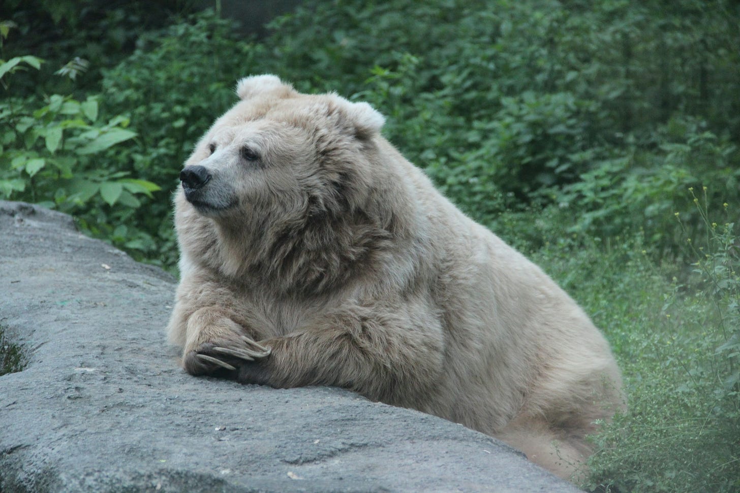 A beige bear rests on a rock, paws together, gazing into the distance.