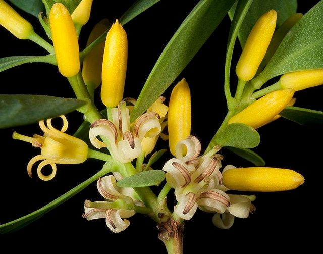 Persoonia elliptica [WA - flowers wikicommons].jpg