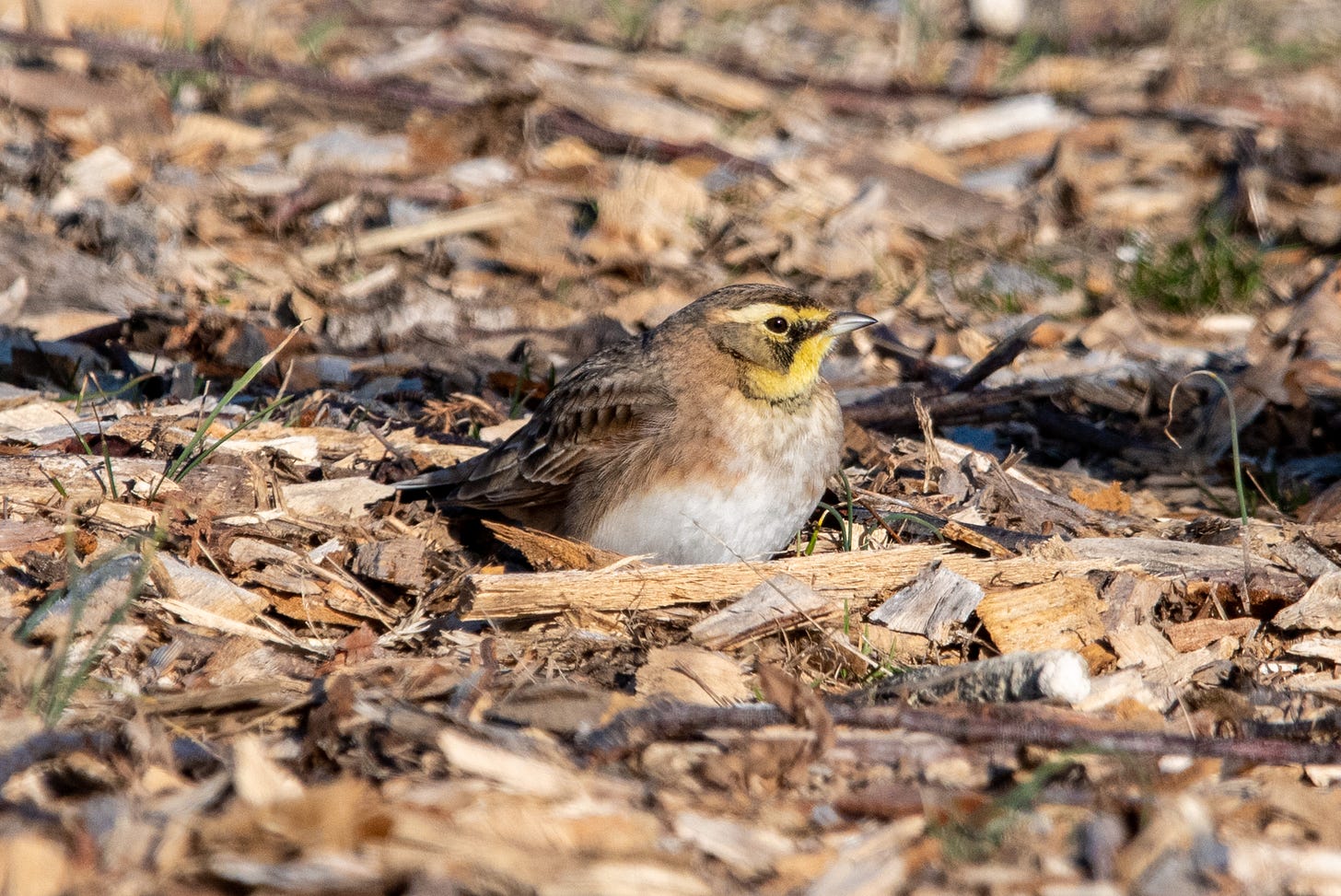 A horned lark seated among wood chips and other debris