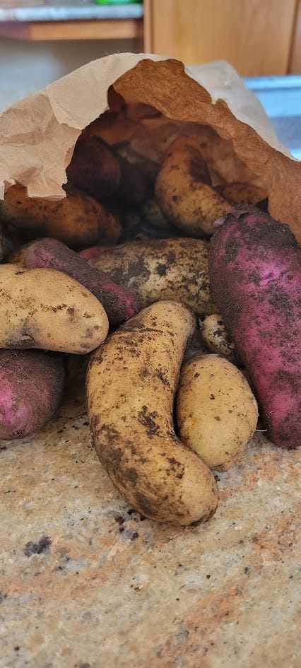 an open paper sack of slightly dirty red and yellow fingerling potatoes