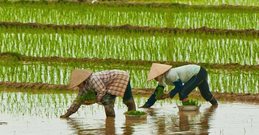 AgroPages-Vietnamese rice farmers optimize rice productivity whilst  reducing the environmental footprint of rice production-Agricultural news