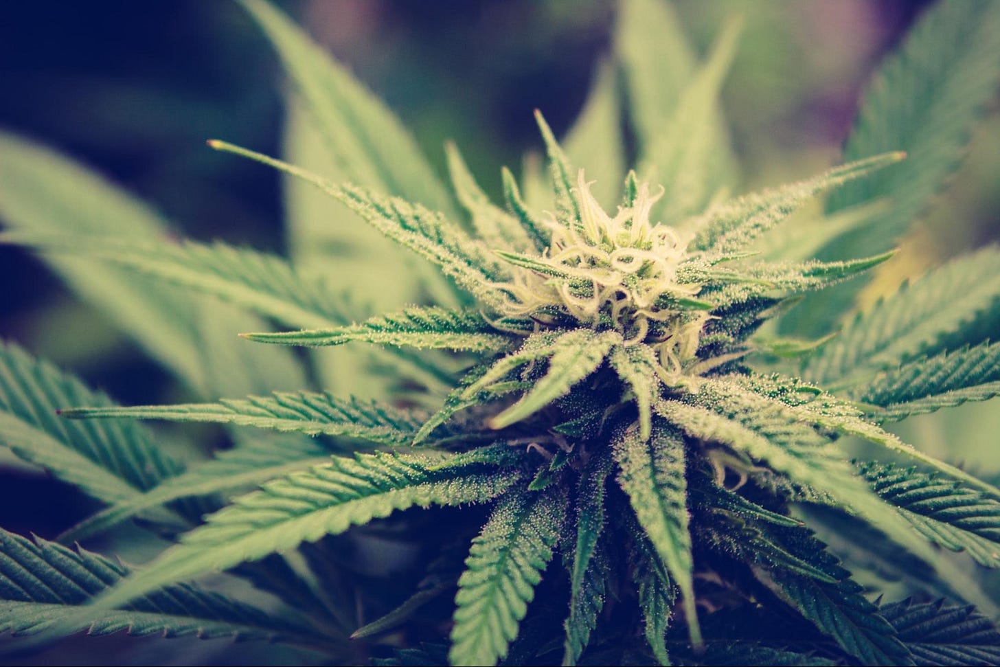 Why Whole-Plant Cannabis Products are Better