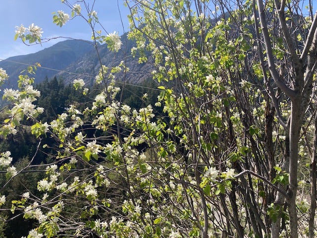 white flowers on a Saskatoon bush