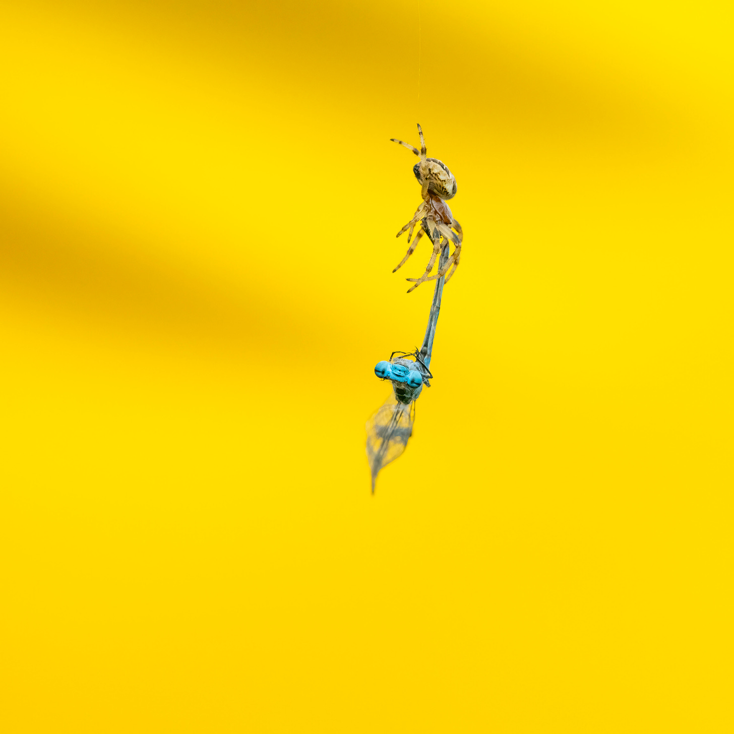 Photo of a bankside orb weaver spider and a dead damselfly hanging from a thread