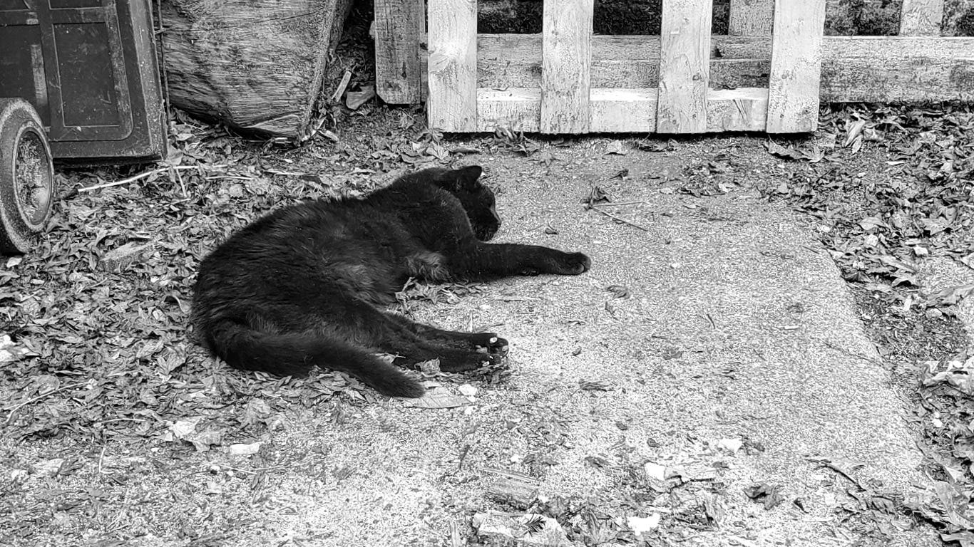 A black cat laid out sleeping on some leaves