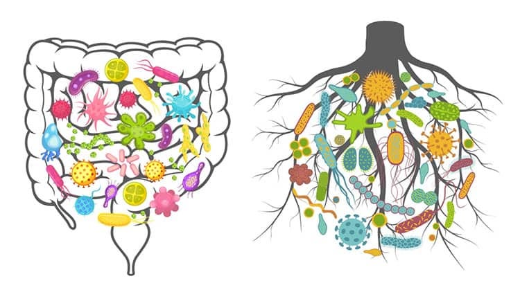 healthy soil human microbiome