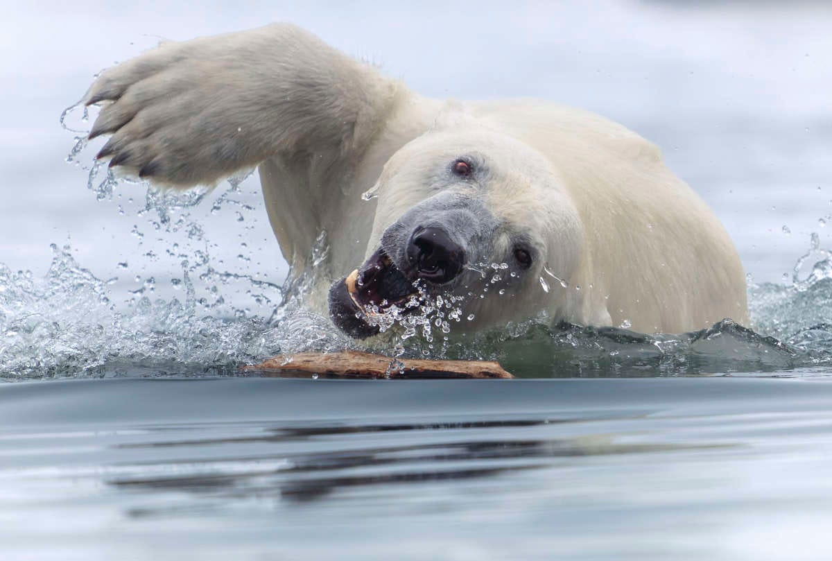 un oso polar nada jugando con un palo