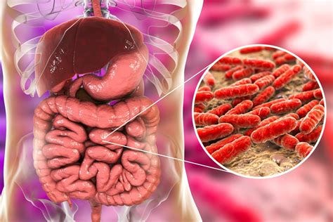 The microbiome explained: how a vast army of gut bacteria regulates ...