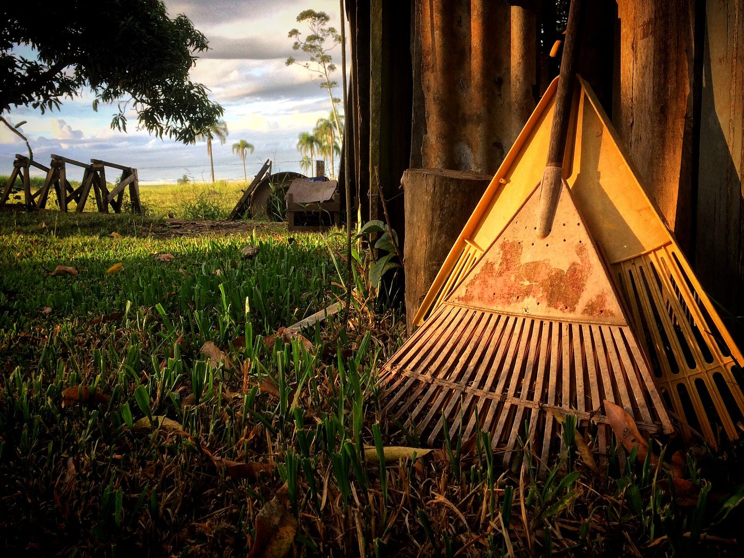 Rustic scene with two rakes leaning against a rustic shed, glowing with golden sunshine.