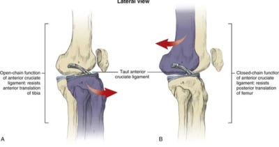 Anterior translation occurs after an ACL sprain