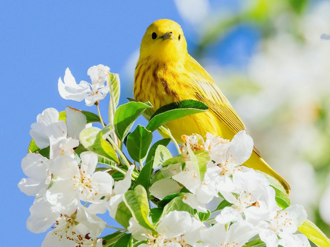 yellow bird perched on white flower