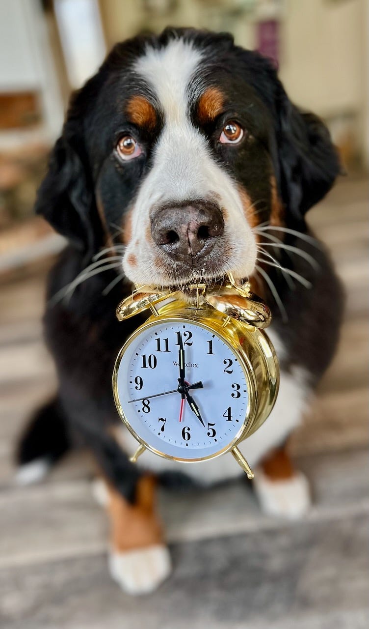 Dog holding alarm clock
