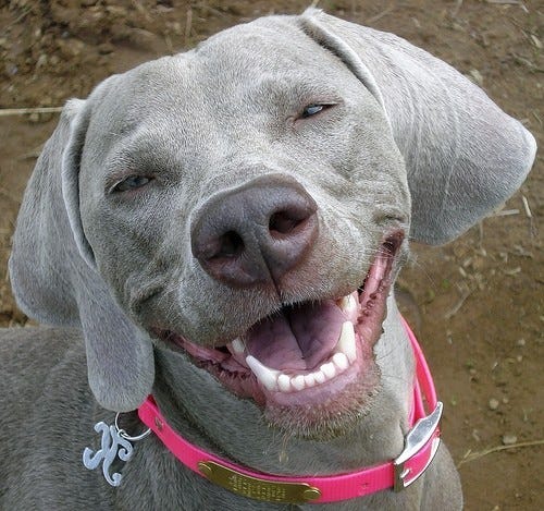 Rankmaniac 2012: Cute dogs smiling