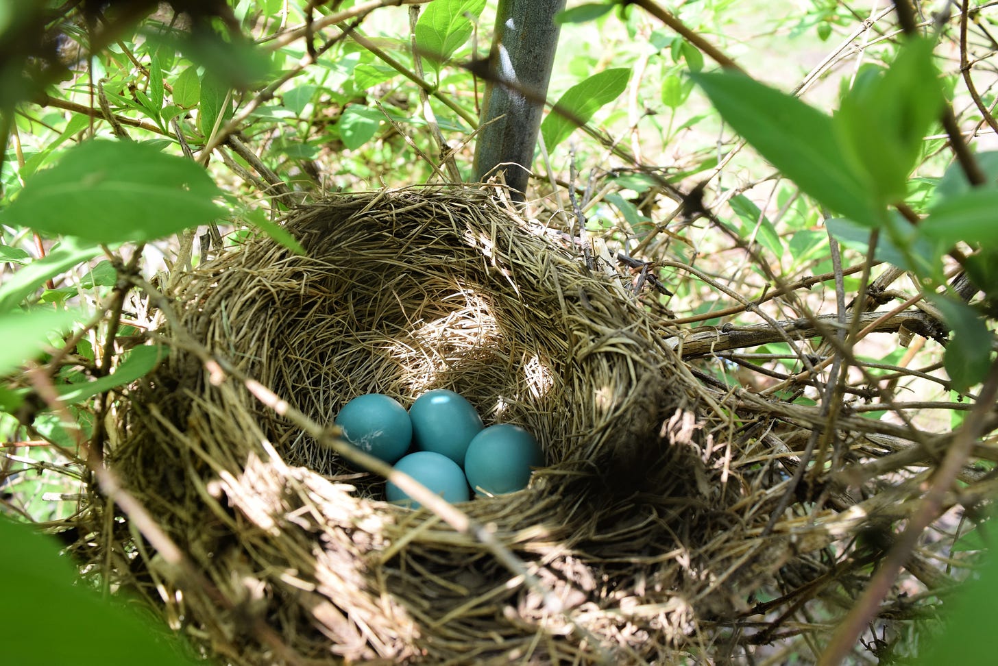 A nest with four blue robin eggs inside