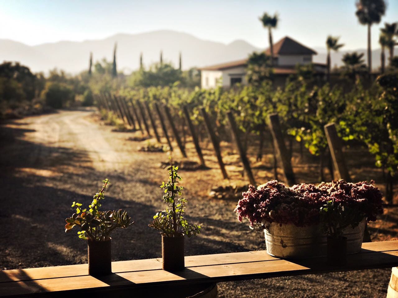 El sueño familiar de Lechuza Wines – Vinos Boutique