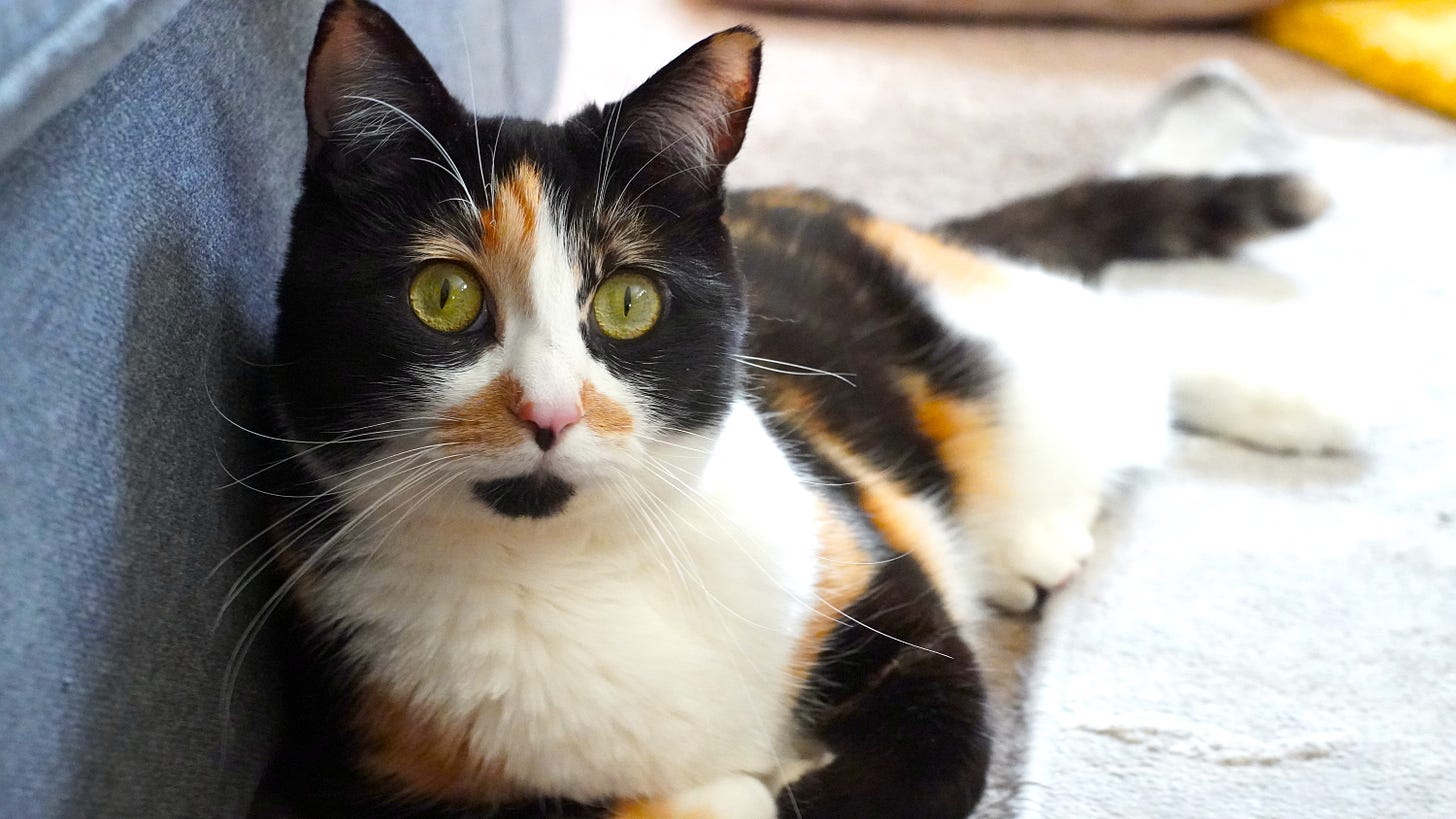 Photo of a calico cat lounging on the floor to communicate a sense of safety.
