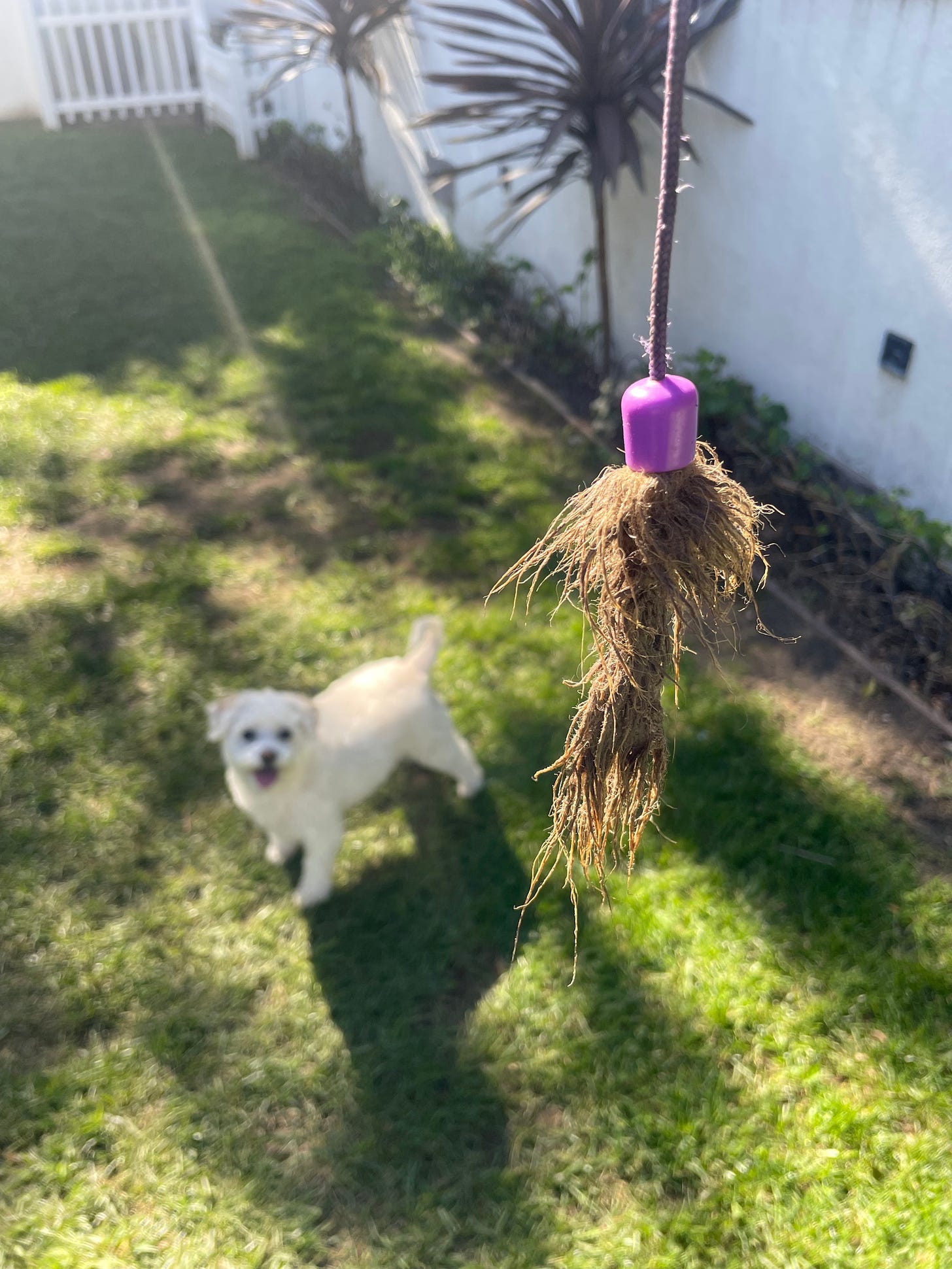 A small piece of fur attached to a purple string in the foreground. It's a cat toy. In soft focus in the background is a small white dog looking at it, smiling in anticipation.