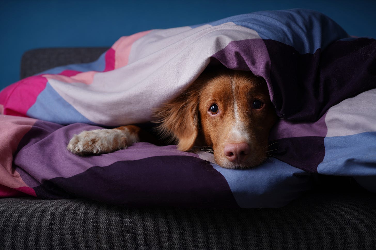 Anxious brown dog hiding under the bedclothes