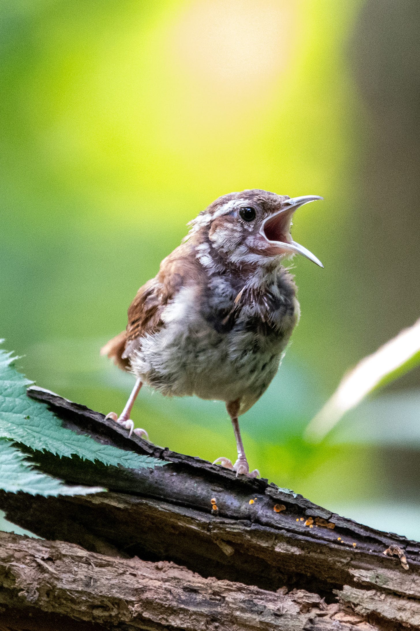 A tiny, disheveled brown-and-white bird, its beak agape for a yawp, stands on a tilted log, against a background of bright chartreuse bokeh