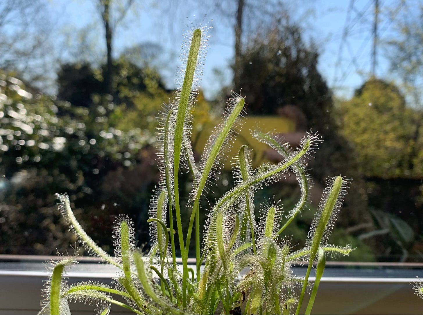 A sundew plant sits on a windowsill with its sticky leaves backlit by the sun