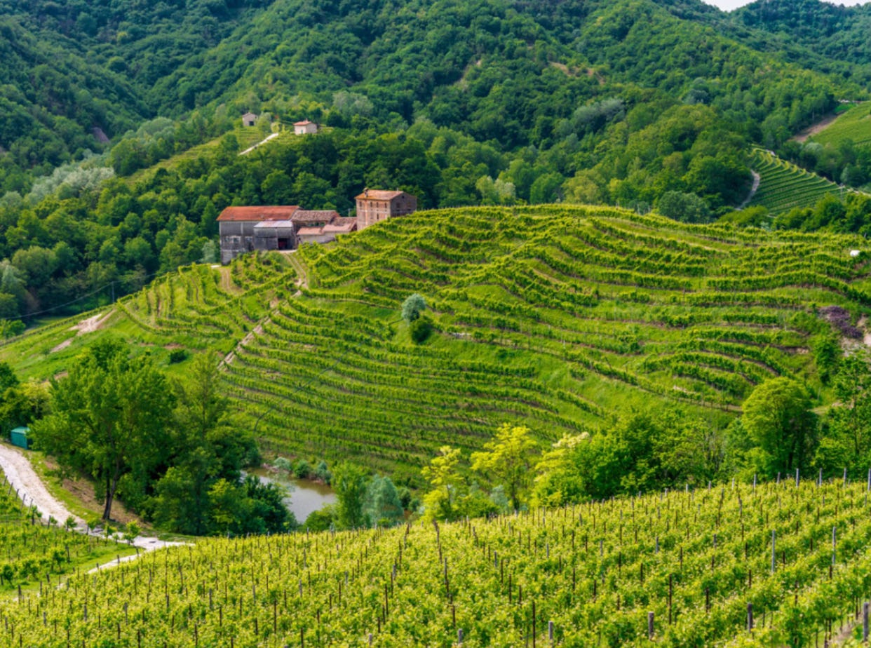 hillside vineyards in Prosecco