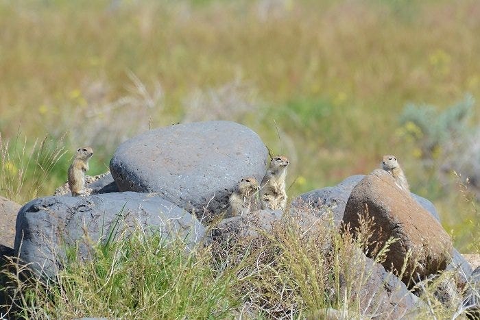 A pack of Townsend’s ground squirrels is seen on the Hanford Site. The species is identified for conservation efforts in Washington state.