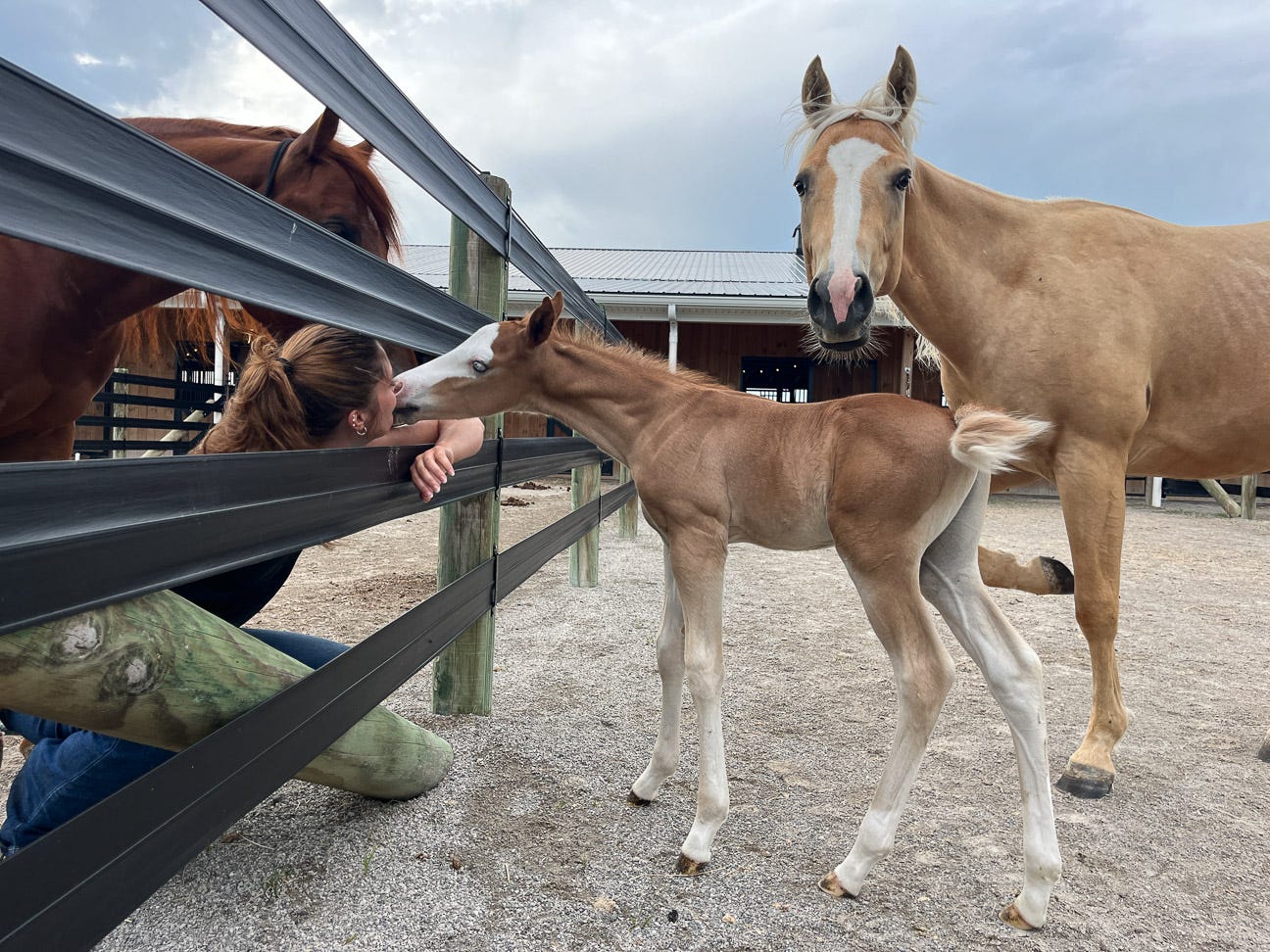 foal giving human a kiss while momma watches