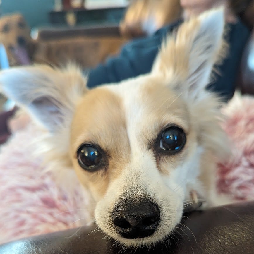 A close-up photo of a white and cream colored dog with black eyes and a black nose sitting on a pink fluffy bed.