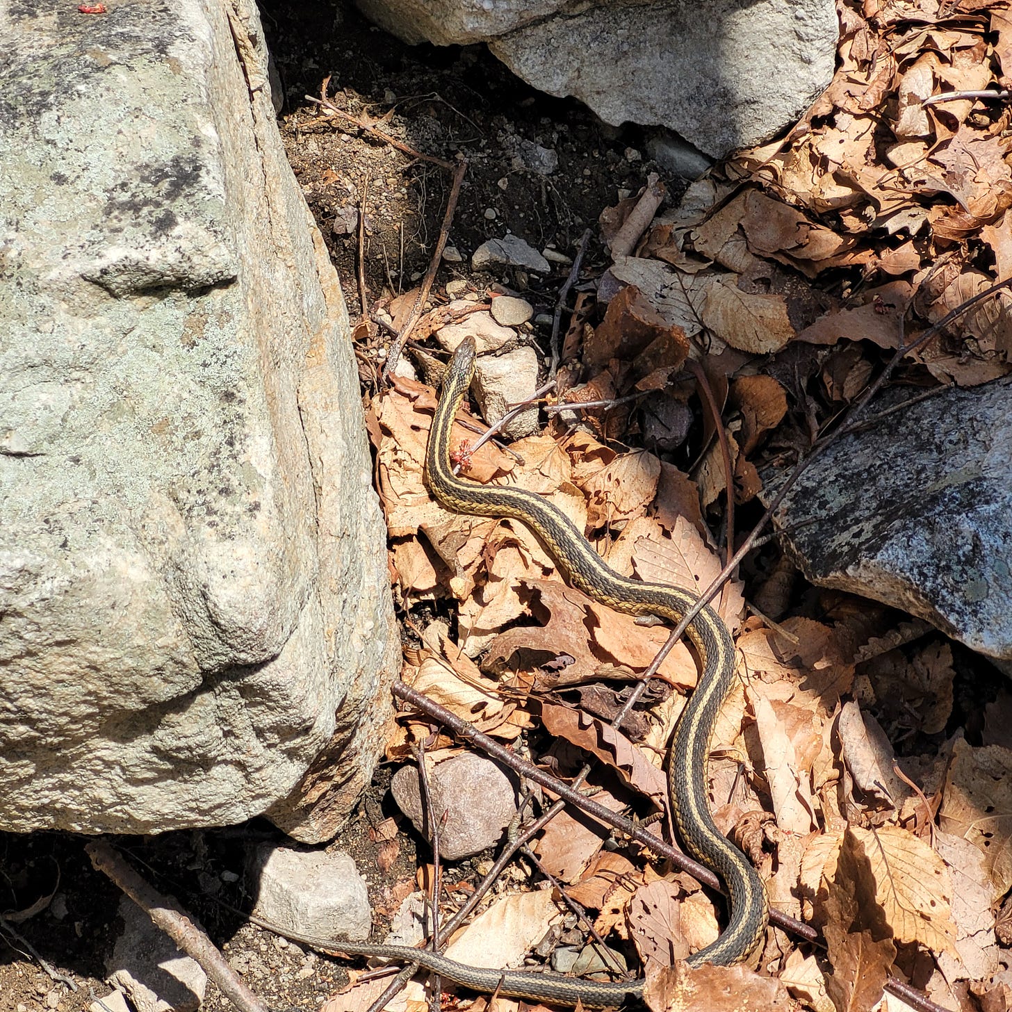 snake at the Gunks in upstate New York