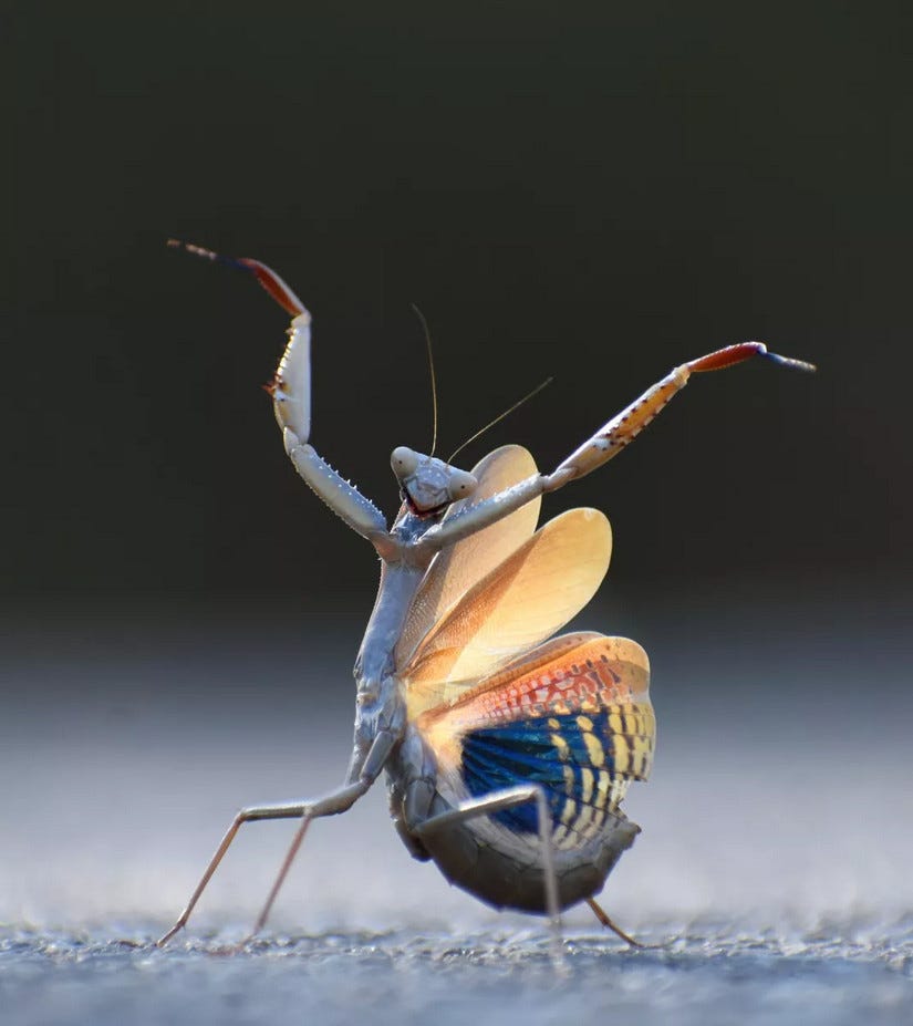 una mantis religiosa en posición defensiva, parece que está bailando flamenco