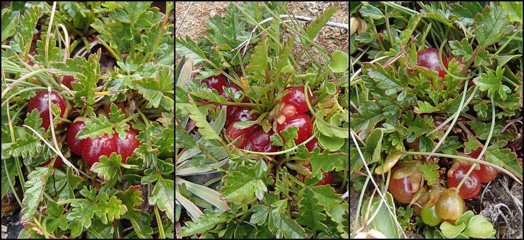 Rubus [Tasmanian alpine raspberry].jpeg