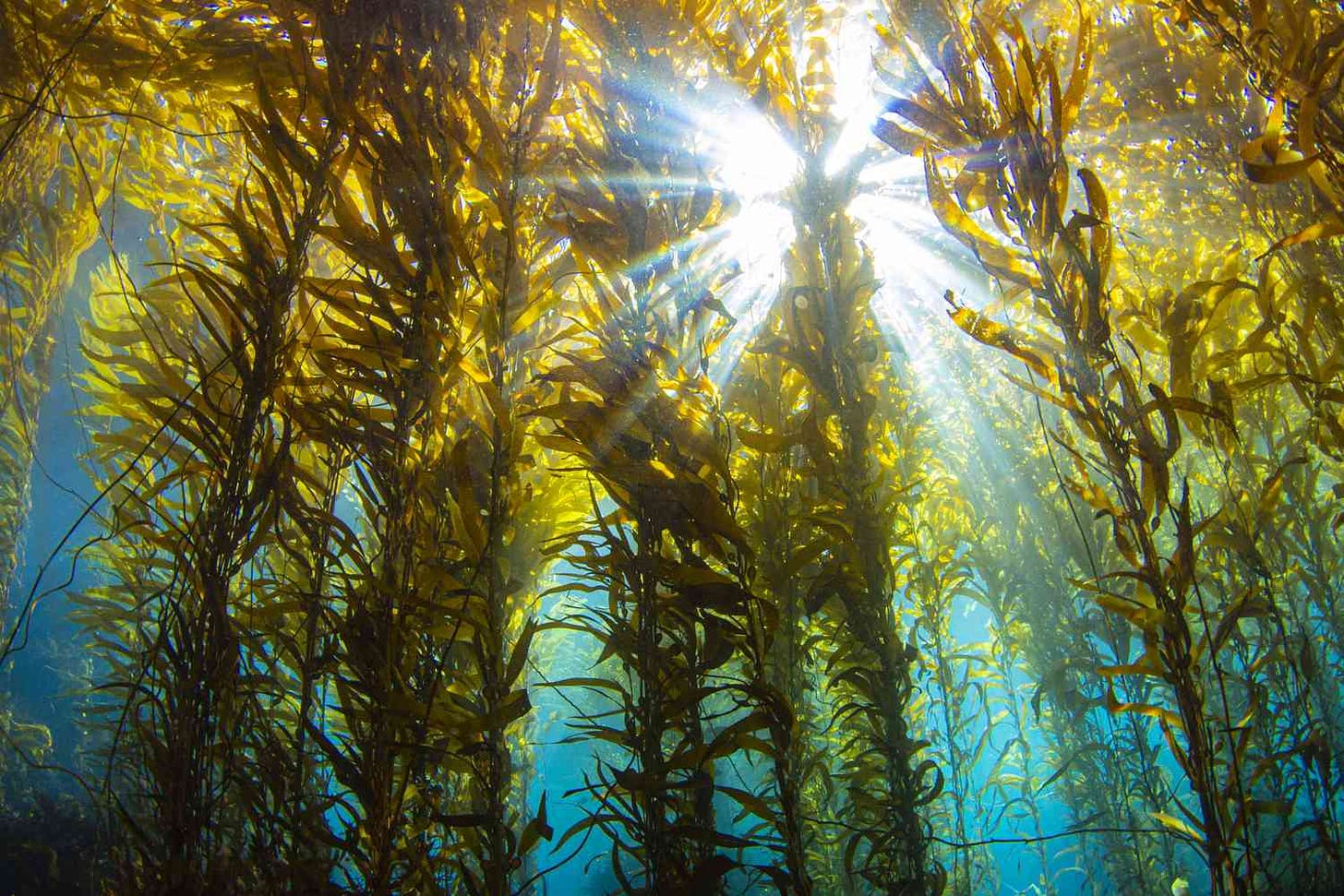 12 Unusual Facts About Kelp Forests